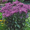 Eupatorium Phantom